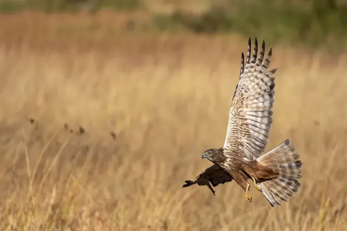 Framed Print : Marsh Harrier in flight, Okavango Delta, Botswana Framed Print : Marsh Harrier in flight, Okavango Delta, Botswana