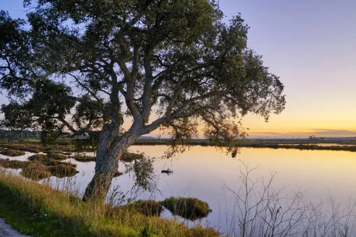 Framed Print : Marshes in the Sado Estuary Nature Reserve. Palmela, Portugal Framed Print : Marshes in the Sado Estuary Nature Reserve. Palmela, Portugal