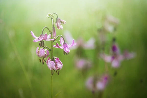 Martagon Lily growing wild Parque National des Ecrins, French Alps, France