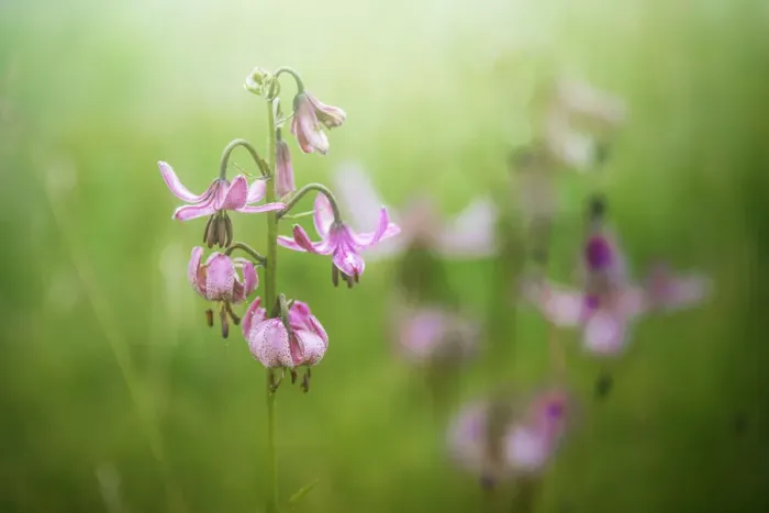 Framed Print : Martagon Lily growing wild Parque National des Ecrins, French Alps, France
