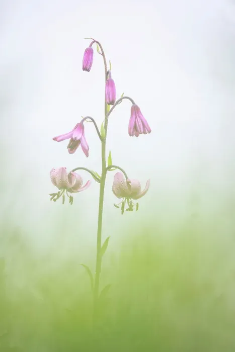 Framed Print : Martagon Lily (Lilium martagon), Visic Pass, Julian Alps, Triglav National Park, Slovenia