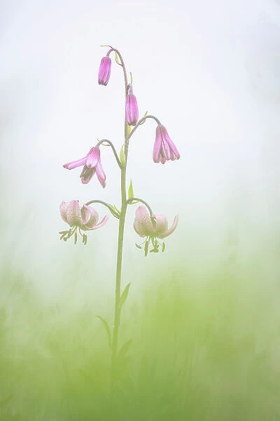 Martagon Lily (Lilium martagon), Visic Pass, Julian Alps, Triglav National Park, Slovenia