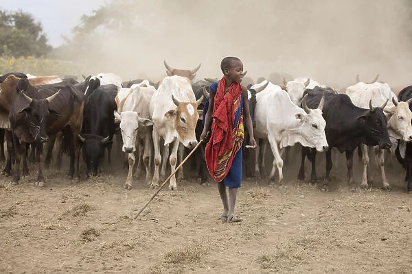Masaai boy with cattle, Arusha, Tanzania