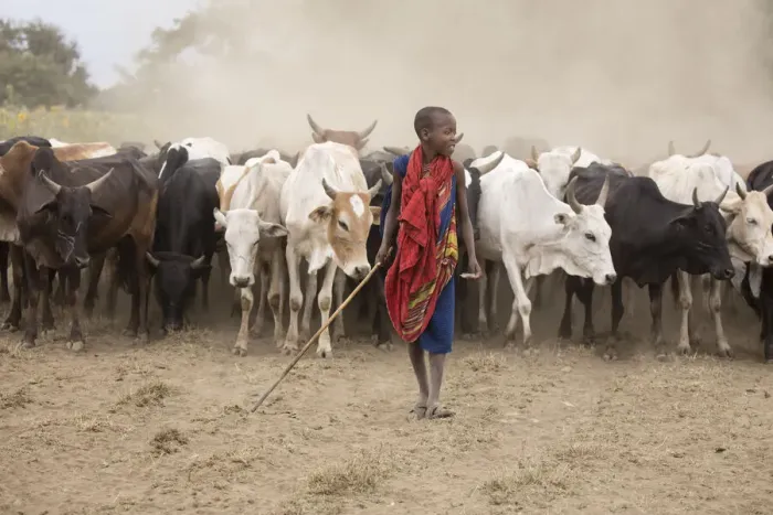 Framed Print : Masaai boy with cattle, Arusha, Tanzania Framed Print : Masaai boy with cattle, Arusha, Tanzania