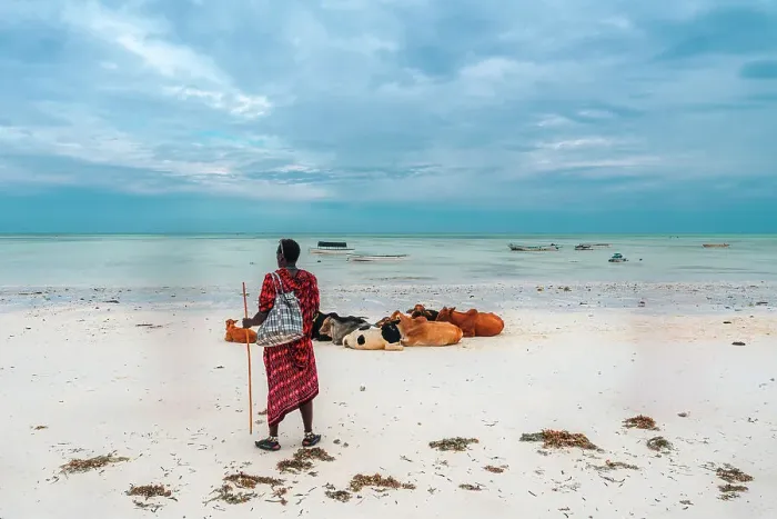 Framed Print : Masai and caws on the beach, Paje, Zanzibar, Tanzania, Africa Framed Print : Masai and caws on the beach, Paje, Zanzibar, Tanzania, Africa