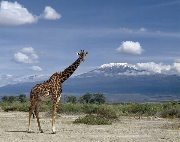 A Masai giraffe (Giraffa camelopardalis tippelskirchi) stands tall in front