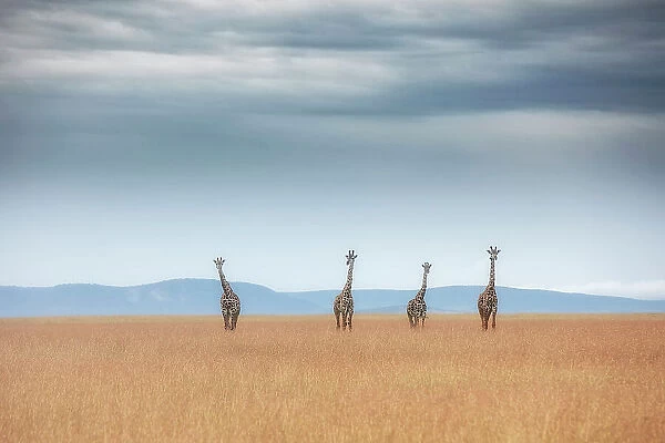 Masai giraffe (Giraffa camelopardalis tippelskirchi or Giraffa tippelskirchi) in the grassland of the Maasaimara, Kenya