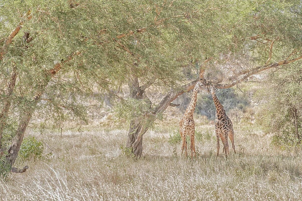 Masai giraffes (Giraffa camelopardalis tippelskirchii), also spelled Msai giraffe