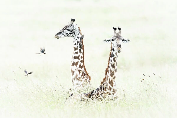 Masai giraffes in the Msaimara, Kenya