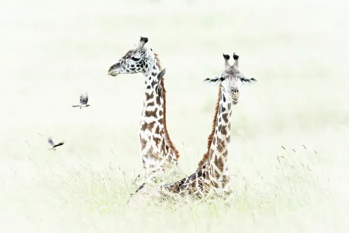 Framed Print : Masai giraffes in the Msaimara, Kenya Framed Print : Masai giraffes in the Msaimara, Kenya