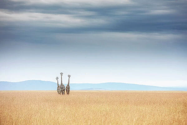 Masai Giraffes in the msaimara plains