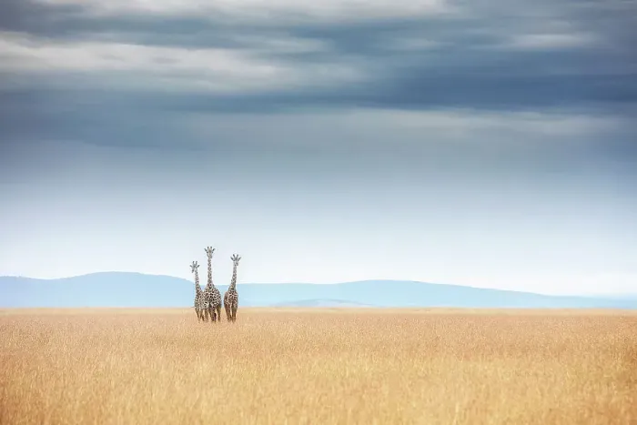 Framed Print : Masai Giraffes in the msaimara plains Framed Print : Masai Giraffes in the msaimara plains