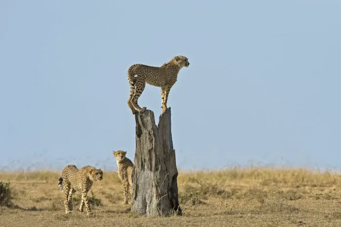 Framed Print : Masai Mara Park, Kenya, Africa The games on the trunk of a family of cheetahs in Framed Print : Masai Mara Park, Kenya, Africa The games on the trunk of a family of cheetahs in