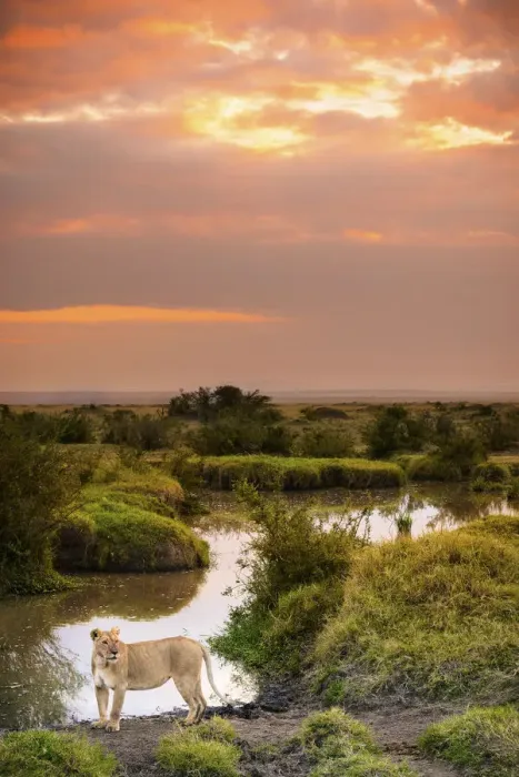 Framed Print : Masai Mara Park, Kenya, Africa A lioness shot at sunset in the Masai Mara Framed Print : Masai Mara Park, Kenya, Africa A lioness shot at sunset in the Masai Mara