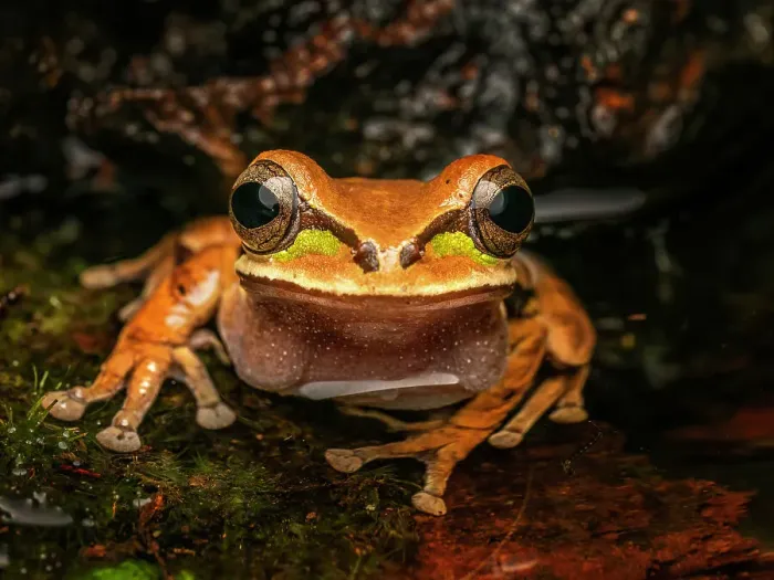 Framed Print : Masked Tree Frog (Smilisca phaeota), Boca Tapada, Costa Rica Framed Print : Masked Tree Frog (Smilisca phaeota), Boca Tapada, Costa Rica