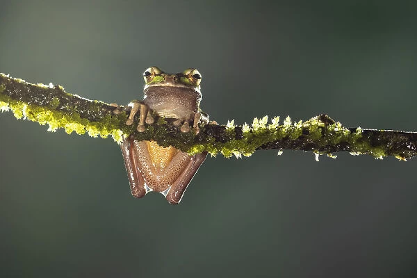 Masked Treefrog (Smilisca phaeota), Lowland rainforest, Costa Rica
