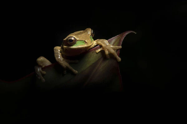 Masked Treefrog (Smilisca phaeota) hunting from leaves at night, Cloud Forest, Costa Rica
