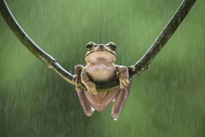 Framed Print : Masked Treefrog (Smilisca phaeota) in rain shower, Cloud Forest, Costa Rica Framed Print : Masked Treefrog (Smilisca phaeota) in rain shower, Cloud Forest, Costa Rica