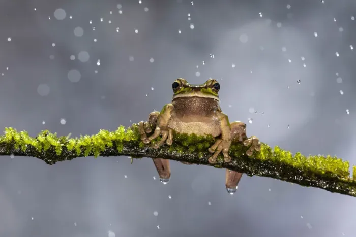 Framed Print : Masked Treefrog (Smilisca phaeota) in rain shower, Cloud Forest, Costa Rica Framed Print : Masked Treefrog (Smilisca phaeota) in rain shower, Cloud Forest, Costa Rica