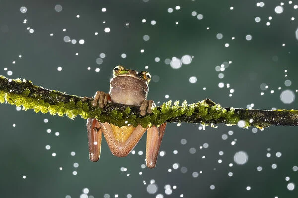 Masked Treefrog (Smilisca phaeota) in rain shower, Cloud Forest, Costa Rica