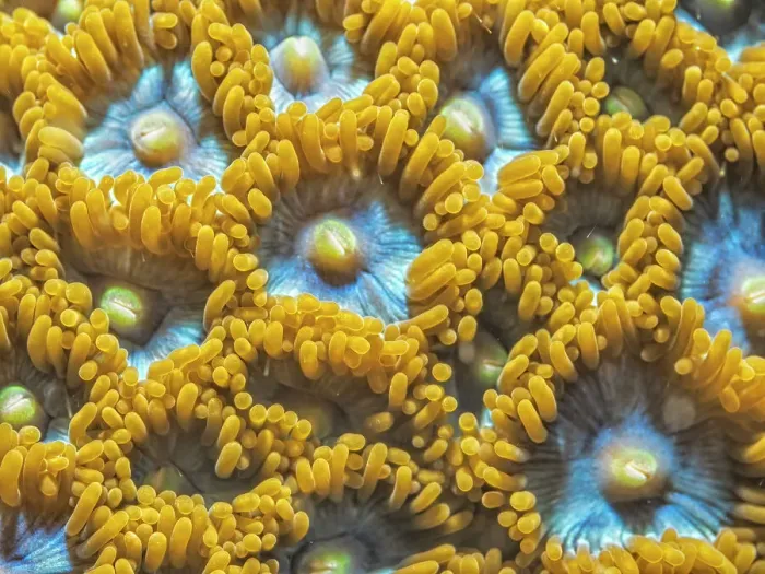Framed Print : Mat Zoanthid (Zoanthus pulchellus), Grand Cayman, Cayman Islands, British West Indies Framed Print : Mat Zoanthid (Zoanthus pulchellus), Grand Cayman, Cayman Islands, British West Indies