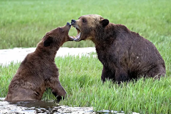 Framed Print : Mating Grizzly bears in the Khutzeymateen Grizzly Bear Sanctuary mouth to mouth in the sedge grasses Framed Print : Mating Grizzly bears in the Khutzeymateen Grizzly Bear Sanctuary mouth to mouth in the sedge grasses