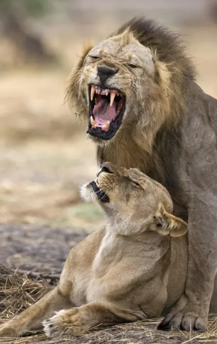 Framed Print : Mating lions, Katavi National Park Framed Print : Mating lions, Katavi National Park