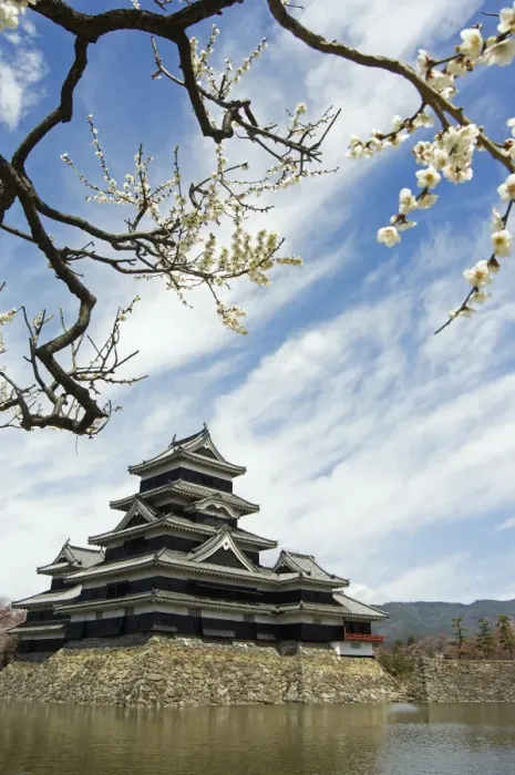 Framed Print : Matsumoto Castle and moat spring cherry tree blossom Framed Print : Matsumoto Castle and moat spring cherry tree blossom