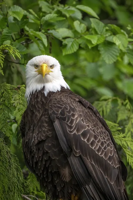 Framed Print : A mature bald eagle portrait from The Great Bear Rainforest, British Columbia, Canada Framed Print : A mature bald eagle portrait from The Great Bear Rainforest, British Columbia, Canada