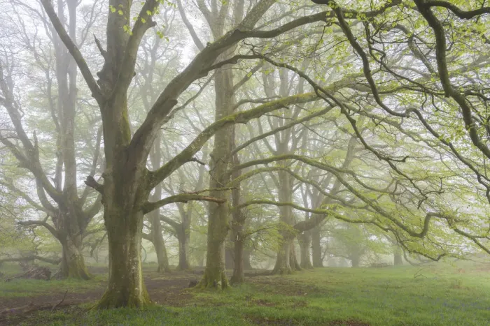 Framed Print : Mature Beech trees in morning fog, Whiddon Deer Park, Dartmoor, Devon, England. Spring Framed Print : Mature Beech trees in morning fog, Whiddon Deer Park, Dartmoor, Devon, England. Spring
