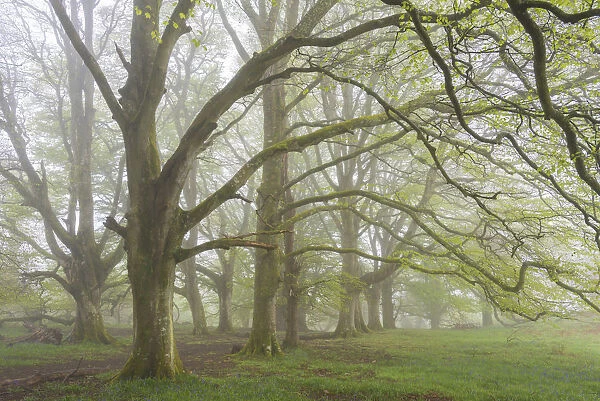 Mature Beech trees in morning fog, Whiddon Deer Park, Dartmoor, Devon, England. Spring