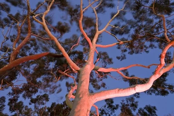 Mature lemon scented gum trees (Eucalyptus citriodora) in Kings Park, Perth