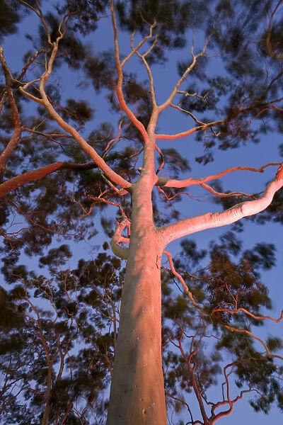 Mature lemon scented gum trees (Eucalyptus citriodora) in Kings Park, Perth, Western