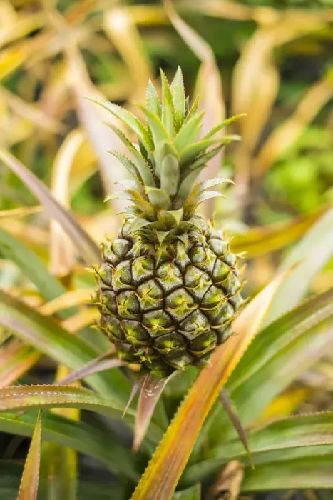 Framed Print : Mauritian Pineapple, Mauritius Framed Print : Mauritian Pineapple, Mauritius