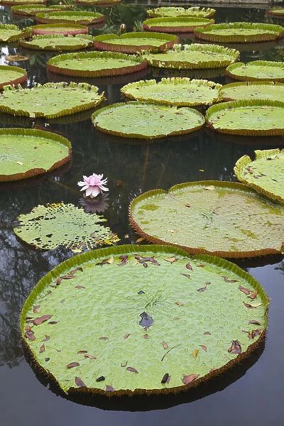 Mauritius, Pamplemousses, SSR Botanical Gardens, Giant Water Lilys, victoria amazonica