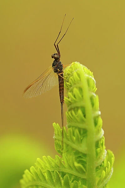 Mayfly on fern frond. Dorset, Ontario, Canada