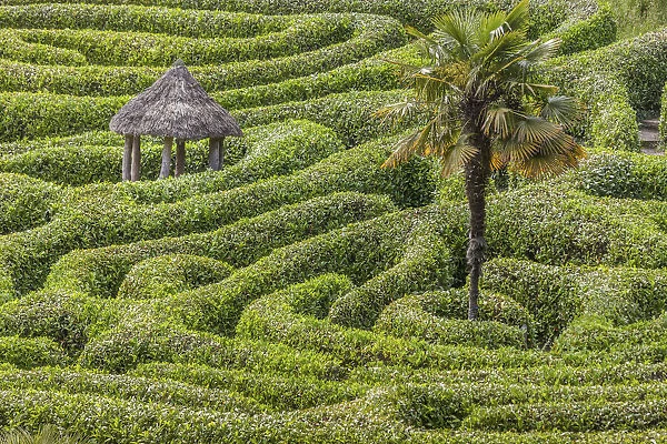 Maze in Glendurgan Garden, Falmouth, Cornwall, England