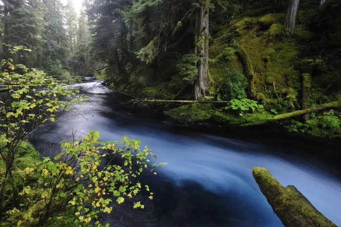 Framed Print : McKenzie River, Willamette National Forest, Oregon, USA Framed Print : McKenzie River, Willamette National Forest, Oregon, USA