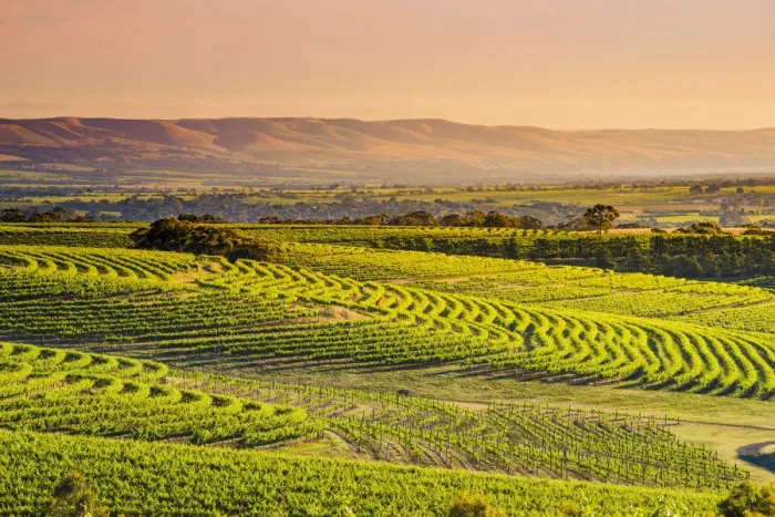 Framed Print : McLaren Vale, South Australia, Australia