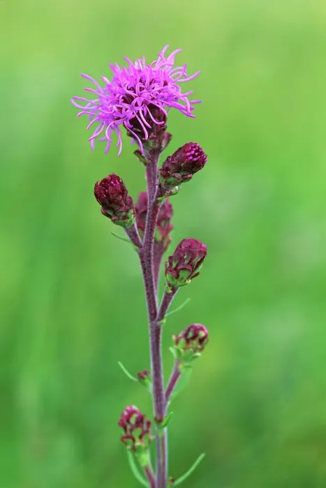 Framed Print : Meadow blazing star (Liatris pycnostachya) Tolstoi Tall Grass Prairie Preserve, Manitoba, Canada Framed Print : Meadow blazing star (Liatris pycnostachya) Tolstoi Tall Grass Prairie Preserve, Manitoba, Canada