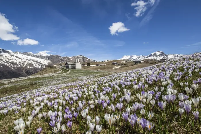 Framed Print : A meadow covered with crocus nuvea seen by the church of Andossi Framed Print : A meadow covered with crocus nuvea seen by the church of Andossi