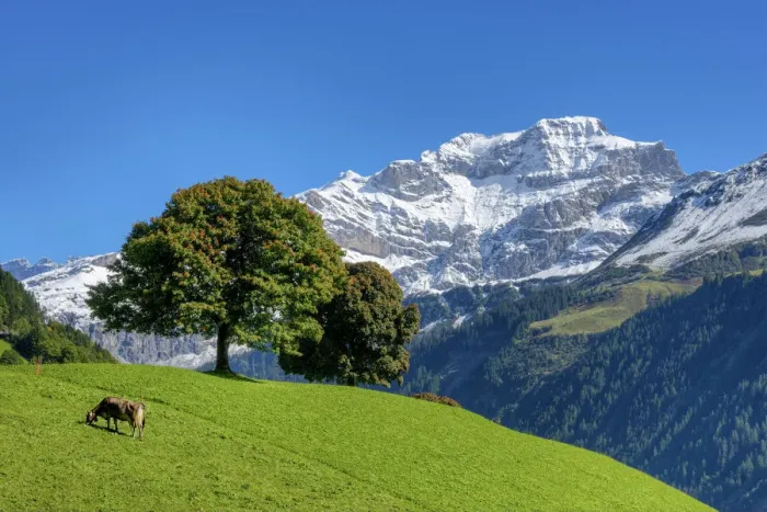 Framed Print : Meadow with cow and trees against Chammliberg mountain at fall, Uri, Switzerland Framed Print : Meadow with cow and trees against Chammliberg mountain at fall, Uri, Switzerland