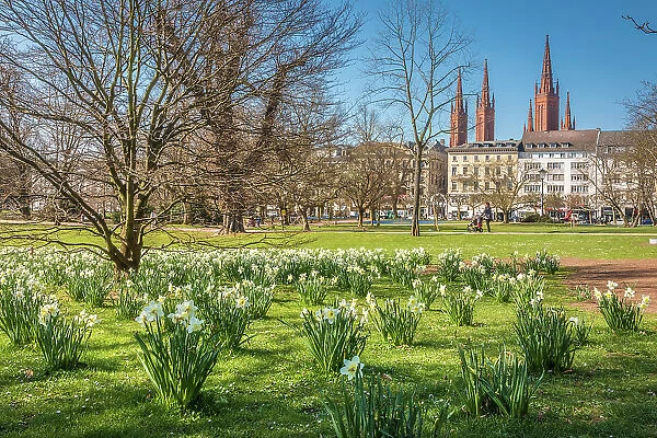 Meadow of daffodils on Warmen Damm, in the background Wilhelmstrasse and Marktkirche, Wiesbaden, Hesse, Germany
