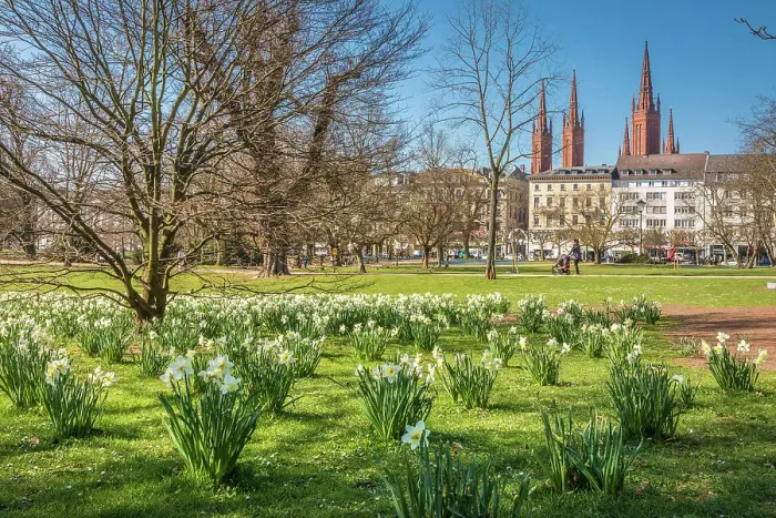 Framed Print : Meadow of daffodils on Warmen Damm, in the background Wilhelmstrasse and Marktkirche, Wiesbaden, Hesse, Germany