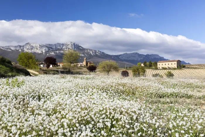 Framed Print : A meadow of wild flowers near Laguardia, la Rioja, Spain