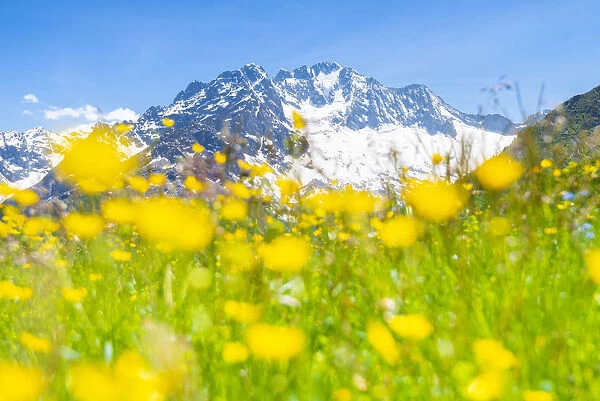 Meadows and Monte Disgrazia, Alpe dell Oro, Valmalenco, Valtellina, province of Sondrio