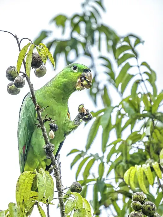 Framed Print : Mealy Parrot (Amazona farinosa), Boca Tapada, Alajuela, Costa Rica