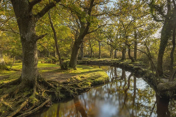 Meandering forest stream through deciduous woodland on an autumnal morning, New Forest