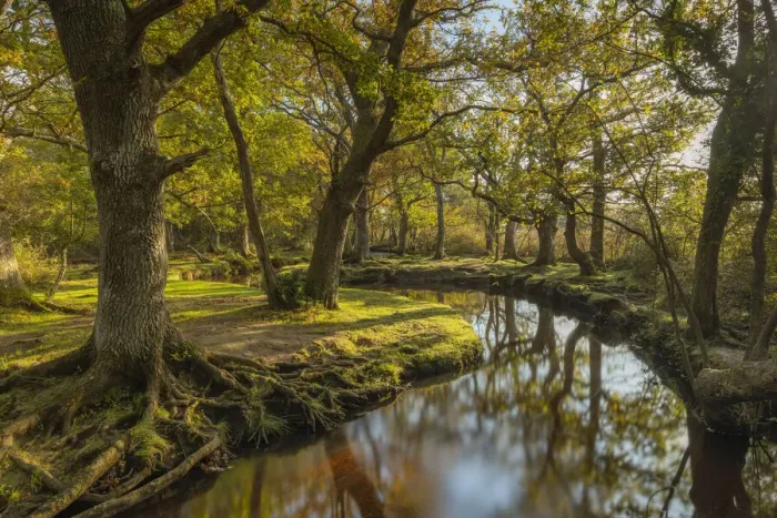 Framed Print : Meandering forest stream through deciduous woodland on an autumnal morning, New Forest Framed Print : Meandering forest stream through deciduous woodland on an autumnal morning, New Forest