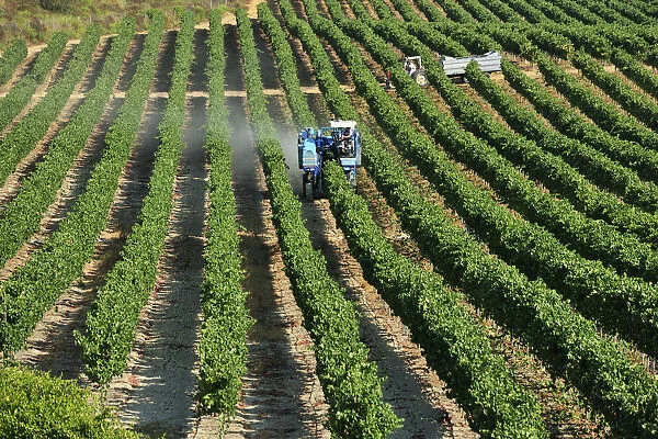 Mechanical grape harvesting in Palmela. Portugal (NR)